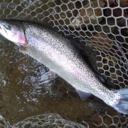 大安トラウトレイク 釣果